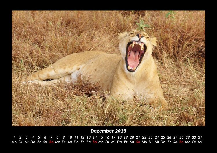 Produktbild: L&ouml;wen in der Wildnis 2025 Fotokalender DIN A3