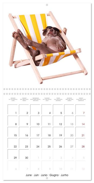 Produktbild: Cute Funny Dogs (Wall Calendar 2026 12 &times; 12 Inch) CALVENDO 12 Month Wall Calendar