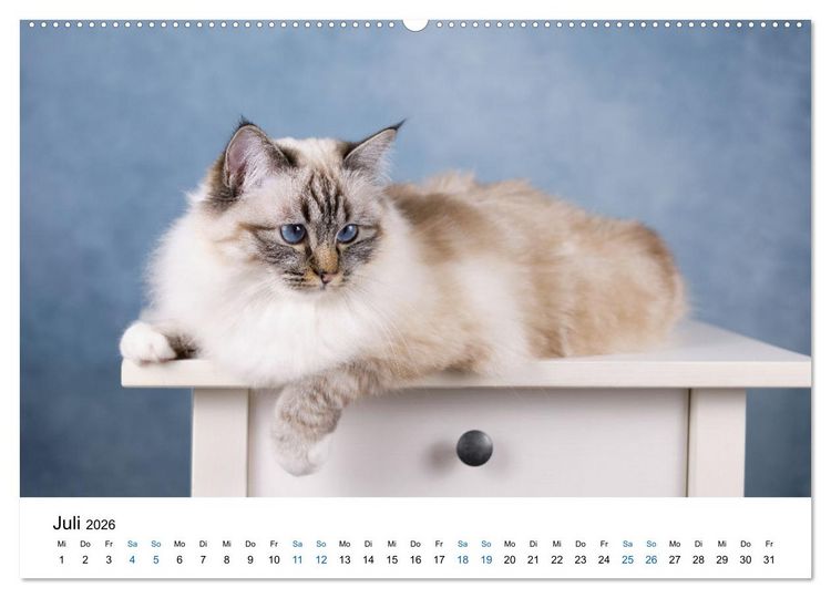 Produktbild: Heilige Birma Katzen mit traumhaft blauen Augen und wei&szlig;en Pf&ouml;tchen (Wandkalender 2026 DIN A2 quer), CALVENDO Monatskalender