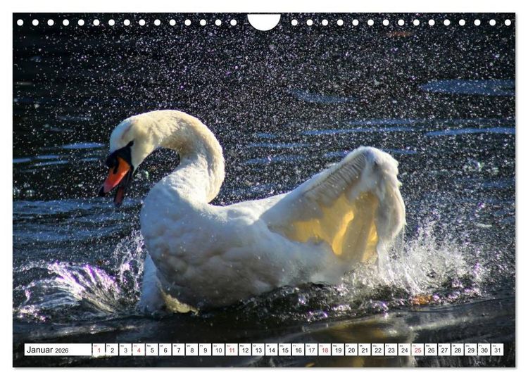 Produktbild: Elegante Schw&auml;ne (Wandkalender 2026 DIN A4 quer), CALVENDO Monatskalender