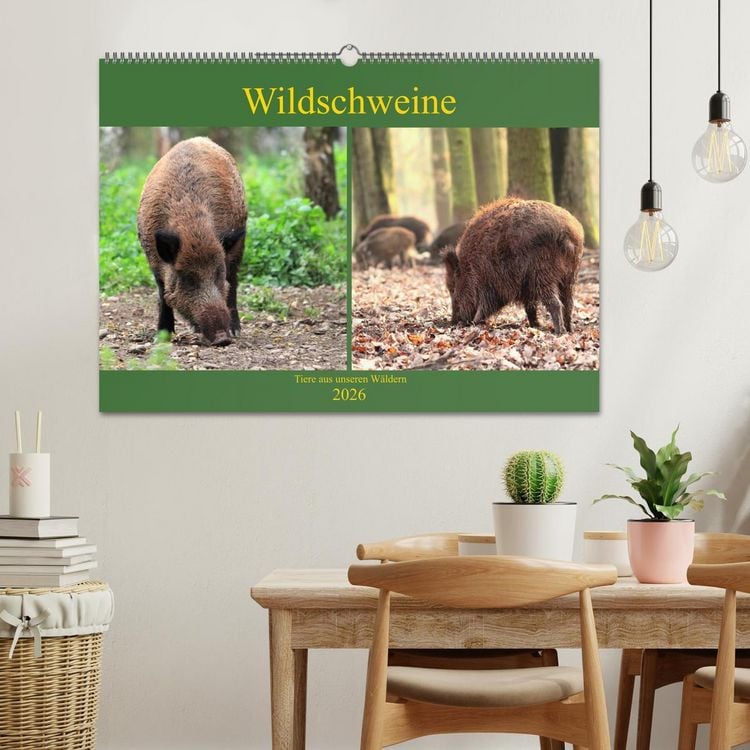 Produktbild: Wildschweine - Tiere aus unseren W&auml;ldern (Wandkalender 2026 DIN A2 quer), CALVENDO Monatskalender
