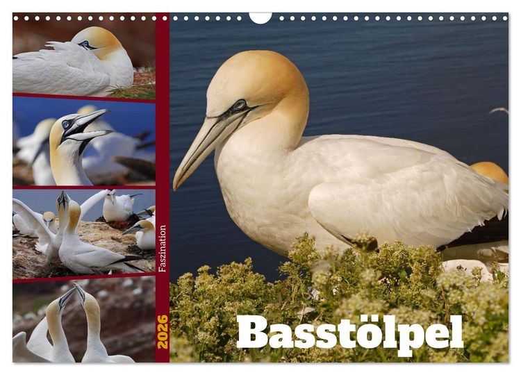 Produktbild: Faszination Basst&ouml;lpel (Wandkalender 2026 DIN A3 quer), CALVENDO Monatskalender