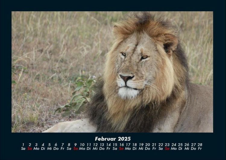 Produktbild: Tiere in der Wildnis 2025 Fotokalender DIN A4