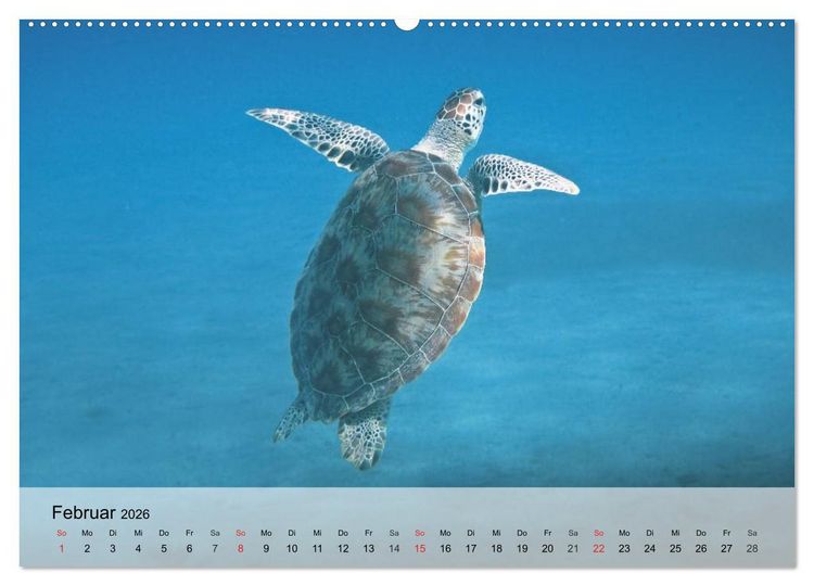 Produktbild: Meeresschildkr&ouml;ten. Nomaden der Ozeane (Wandkalender 2026 DIN A2 quer), CALVENDO Monatskalender