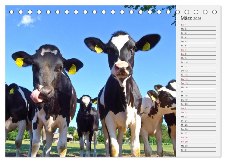 Produktbild: Die Kuh macht Muuuh! (Tischkalender 2026 DIN A5 quer), CALVENDO Monatskalender
