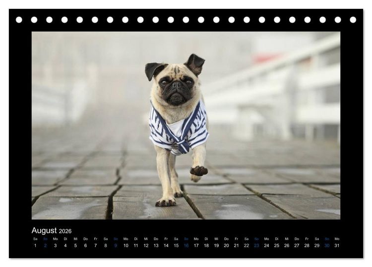 Produktbild: Der Feldfurchen-Mops (Tischkalender 2026 DIN A5 quer), CALVENDO Monatskalender