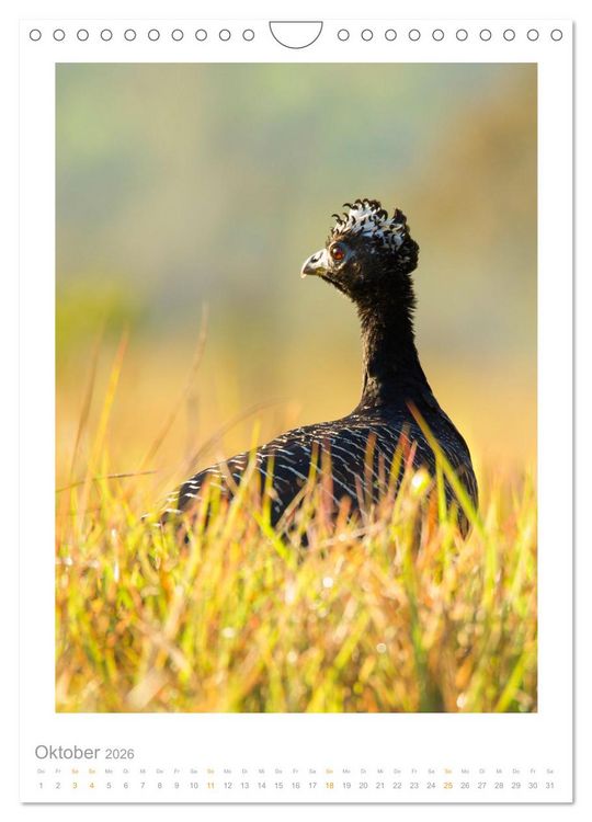 Produktbild: Pantanal &ndash; Einzigartiges Wildlife-Paradies (Wandkalender 2026 DIN A4 hoch), CALVENDO Monatskalender