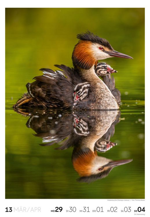 Produktbild: Natur Wochenkalender 2027