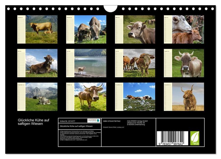 Produktbild: Gl&uuml;ckliche K&uuml;he auf saftigen Wiesen (Wandkalender 2026 DIN A4 quer), CALVENDO Monatskalender