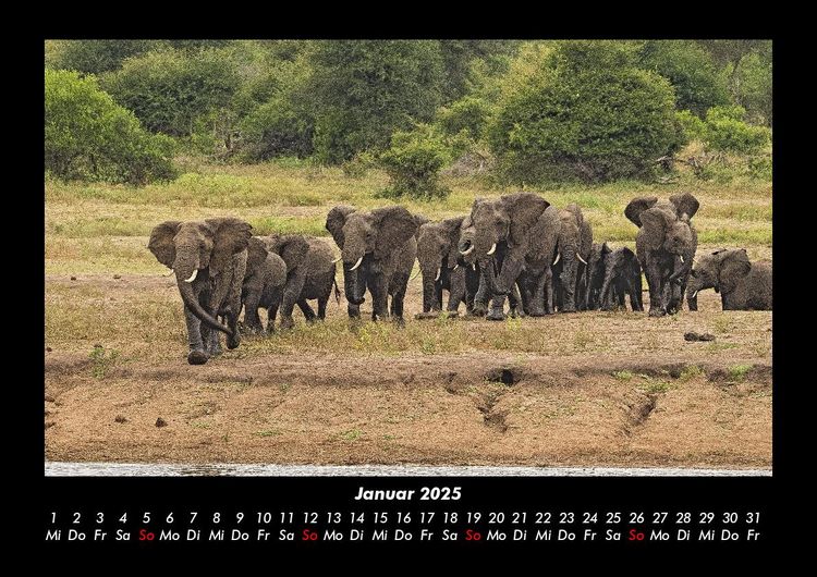 Produktbild: Der Elefantenkalender 2025 Fotokalender DIN A3