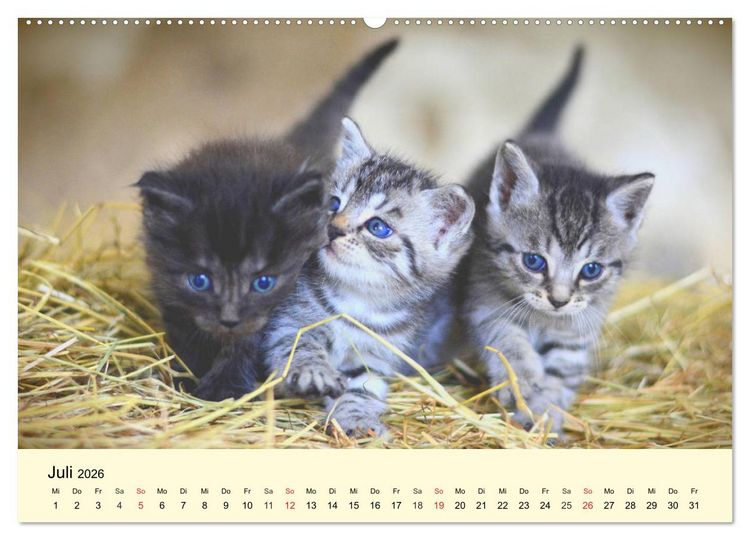Produktbild: Putzige Katzenkinder. Drollige K&auml;tzchen entdecken die Welt! (Wandkalender 2026 DIN A2 quer), CALVENDO Monatskalender