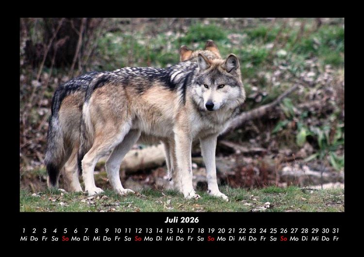 Produktbild: Der Tierkalender 2026 Fotokalender DIN A3