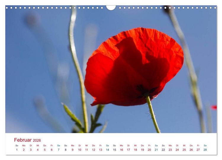 Produktbild: Mohnblumen (Wandkalender 2026 DIN A3 quer), CALVENDO Monatskalender