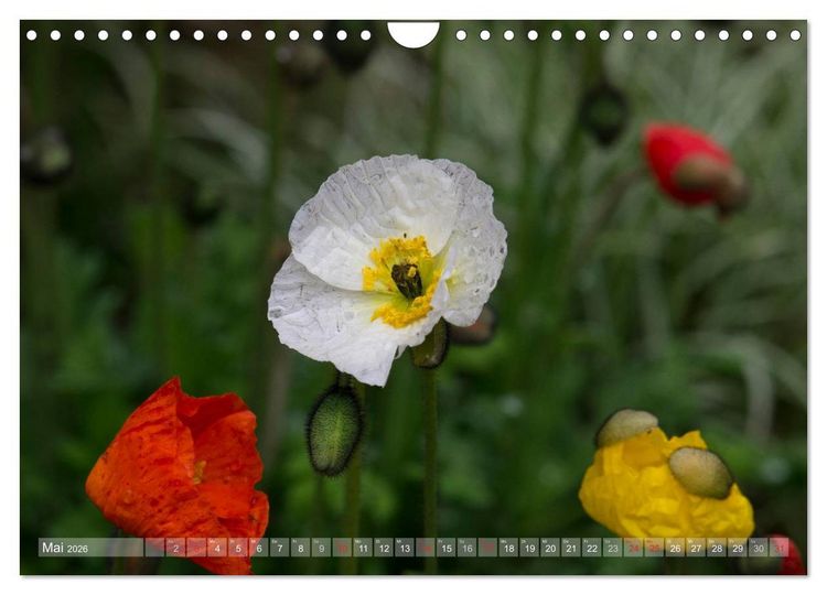 Produktbild: Mohn (Wandkalender 2026 DIN A4 quer), CALVENDO Monatskalender