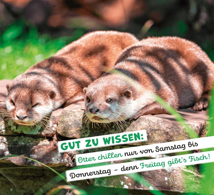 Produktbild: Tierisch happy jeden Tag