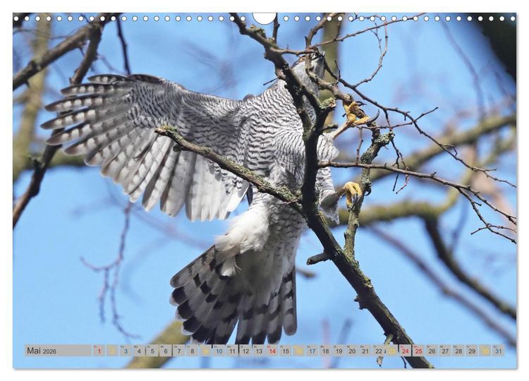 Produktbild: Habicht - aus dem Leben eines imposanten Greifvogels (Wandkalender 2026 DIN A3 quer), CALVENDO Monatskalender