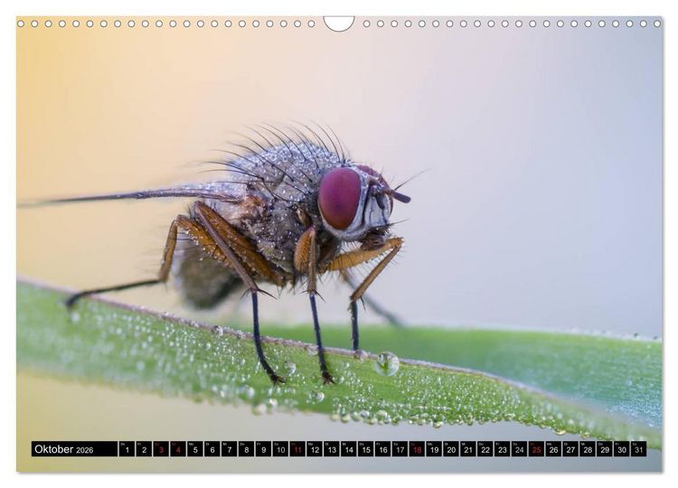 Produktbild: Kleine Wesen &ndash; Makroaufnahmen von einheimischen Insekten (Wandkalender 2026 DIN A3 quer), CALVENDO Monatskalender