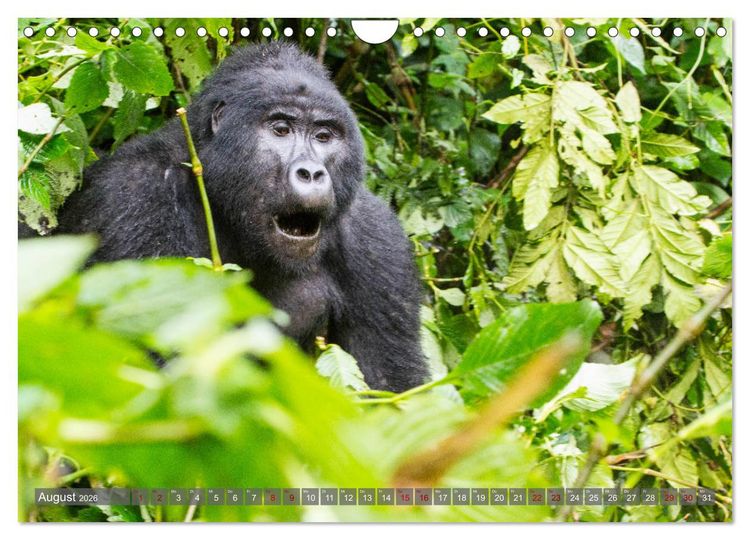 Produktbild: Gorillas ohne Nebel (Wandkalender 2026 DIN A4 quer), CALVENDO Monatskalender