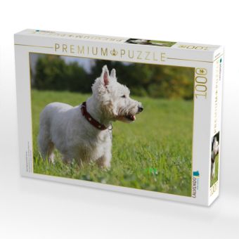 Produktbild: CALVENDO Puzzle West Highland White Terrier | 1000 Teile Lege-Gr&ouml;&szlig;e 64x48cm Foto-Puzzle f&uuml;r gl&uuml;ckliche Stunden