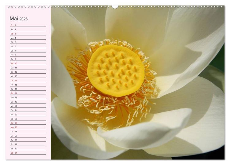 Produktbild: Lotos. Symbol f&uuml;r Reinheit und Kraft (hochwertiger Premium Wandkalender 2026 DIN A2 quer), Kunstdruck in Hochglanz