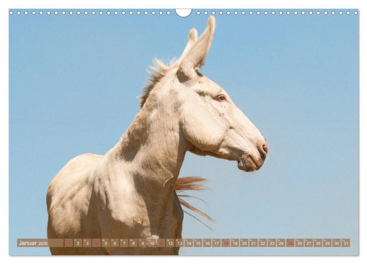 Produktbild: Lichtbringer - &Ouml;sterreichisch-Ungarische Barockesel (Wandkalender 2026 DIN A3 quer), CALVENDO Monatskalender