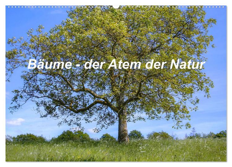 Produktbild: B&auml;ume, der Atem der Natur (Wandkalender 2026 DIN A2 quer), CALVENDO Monatskalender