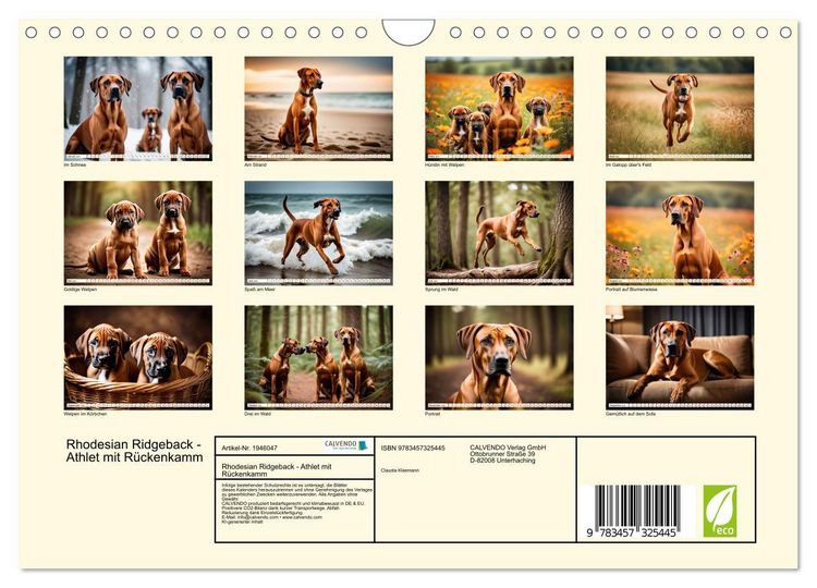 Produktbild: Rhodesian Ridgeback - Athlet mit R&uuml;ckenkamm (Wandkalender 2026 DIN A4 quer), CALVENDO Monatskalender