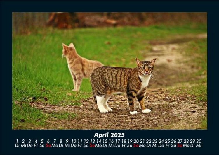 Produktbild: F&uuml;r Katzenfreunde 2025 Fotokalender DIN A5