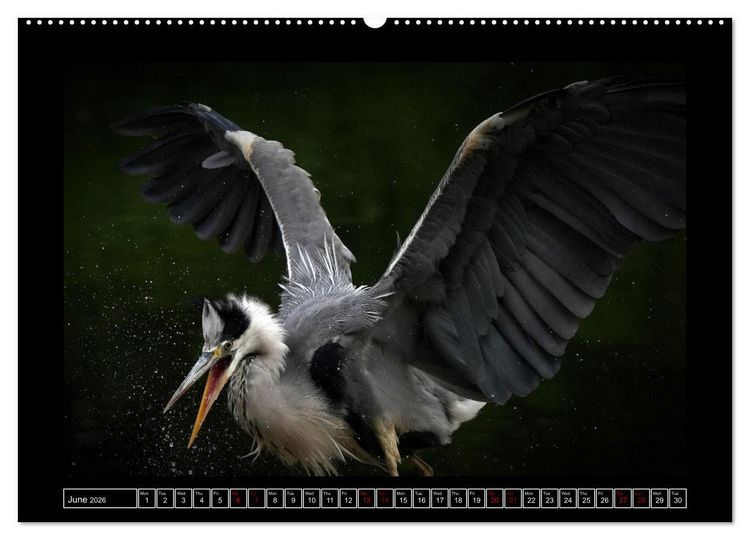 Produktbild: The heron parade (Wall Calendar 2026 DIN A2 landscape), CALVENDO 12 Month Wall Calendar