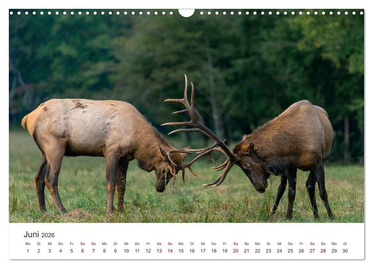 Produktbild: Rothirsche - Die imposanten K&ouml;nige der W&auml;lder. (Wandkalender 2026 DIN A3 quer), CALVENDO Monatskalender