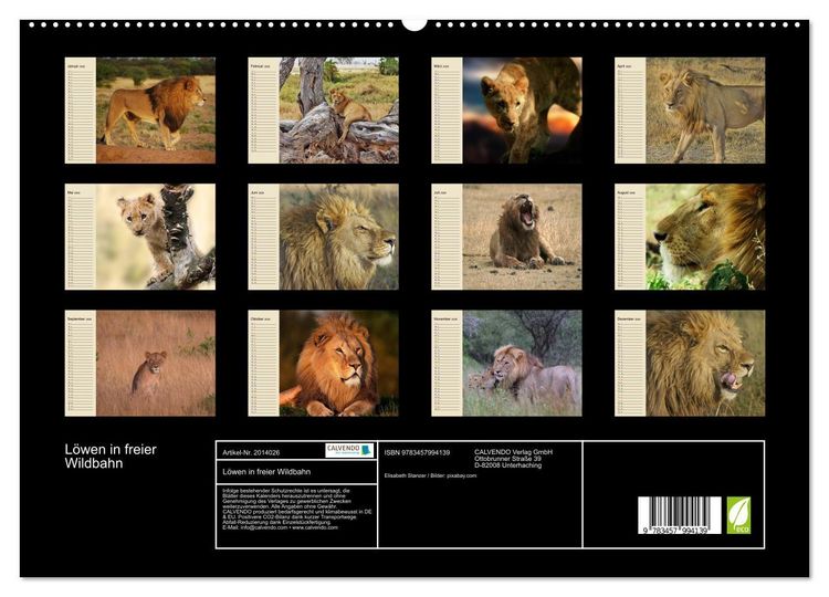 Produktbild: L&ouml;wen in freier Wildbahn (hochwertiger Premium Wandkalender 2026 DIN A2 quer), Kunstdruck in Hochglanz
