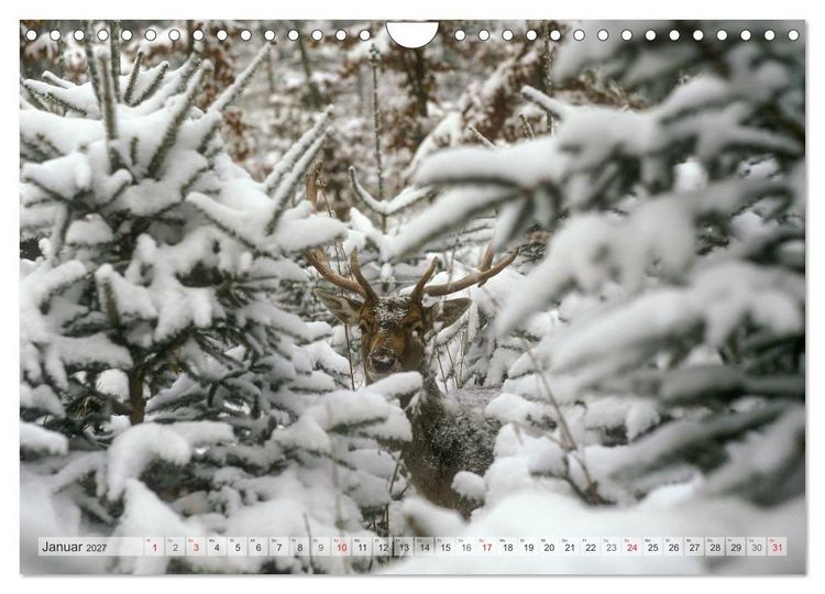 Produktbild: Emotionale Momente: Das Damwild. (Wandkalender 2027 DIN A4 quer), CALVENDO Monatskalender