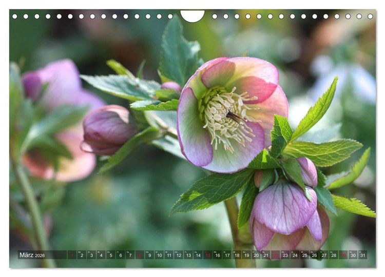 Produktbild: Christrosen (Wandkalender 2026 DIN A4 quer), CALVENDO Monatskalender