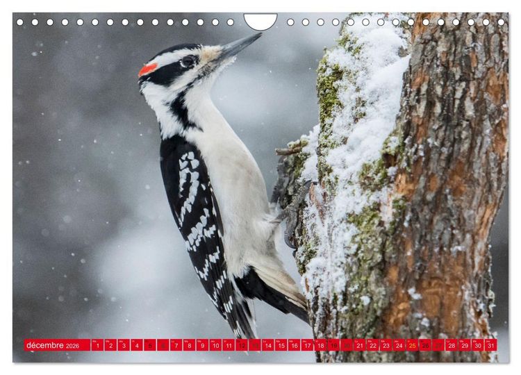 Produktbild: LA FOR&Ecirc;T DES PICS (Calendrier mural 2026 DIN A4 vertical), CALVENDO calendrier mensuel
