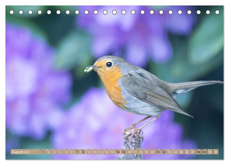 Produktbild: Robin, das s&uuml;&szlig;e Rotkehlchen (Tischkalender 2027 DIN A5 quer), CALVENDO Monatskalender