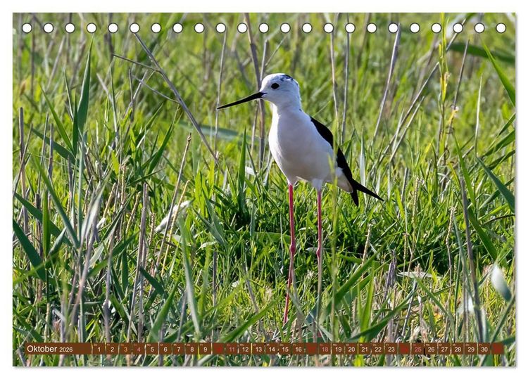 Produktbild: Die Vogelwelt der Camargue (Tischkalender 2026 DIN A5 quer), CALVENDO Monatskalender