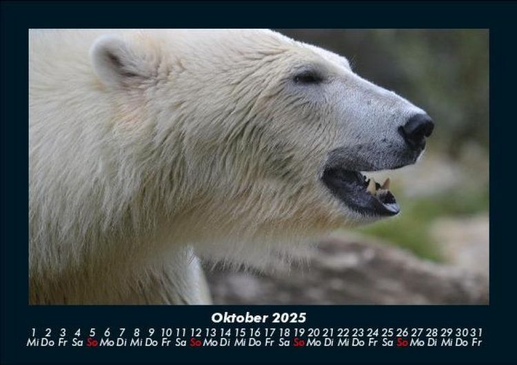 Produktbild: Pinguine & Eisb&auml;ren 2025 Fotokalender DIN A5