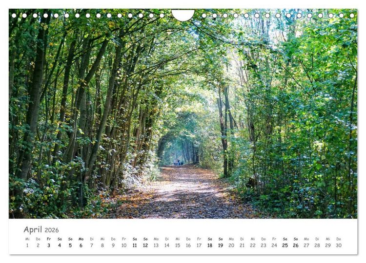 Produktbild: Wald - bezaubernde W&auml;lder (Wandkalender 2026 DIN A4 quer), CALVENDO Monatskalender