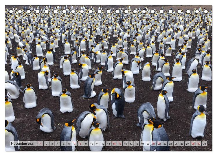 Produktbild: Pinguine der Falkland Inseln (Tischkalender 2026 DIN A5 quer), CALVENDO Monatskalender