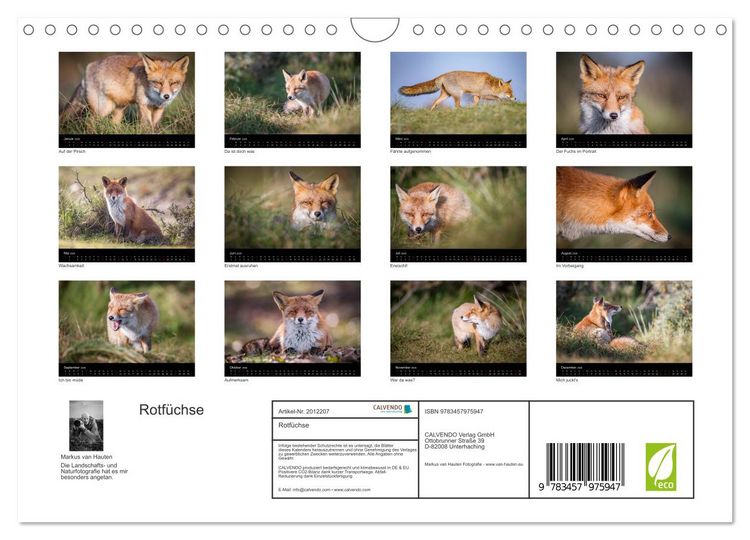 Produktbild: Rotf&uuml;chse (Wandkalender 2026 DIN A4 quer), CALVENDO Monatskalender