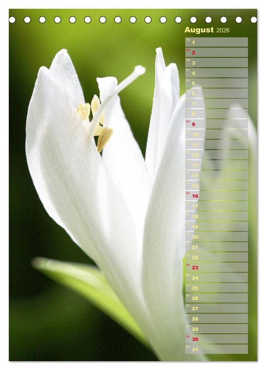 Produktbild: Hostas Herzblattlilien Funkien (Tischkalender 2026 DIN A5 hoch), CALVENDO Monatskalender