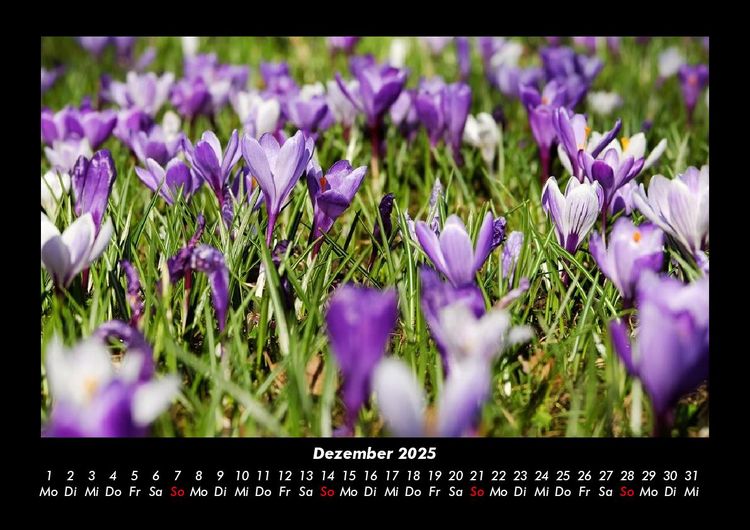 Produktbild: Pflanzen und Bl&uuml;ten 2025 Fotokalender DIN A3