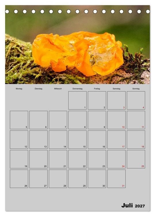 Produktbild: Quer durch die Pilze (Tischkalender 2027 DIN A5 hoch), CALVENDO Monatskalender