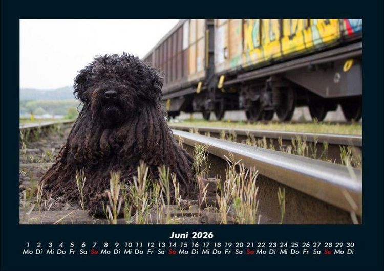 Produktbild: Haustierkalender 2026 Fotokalender DIN A4