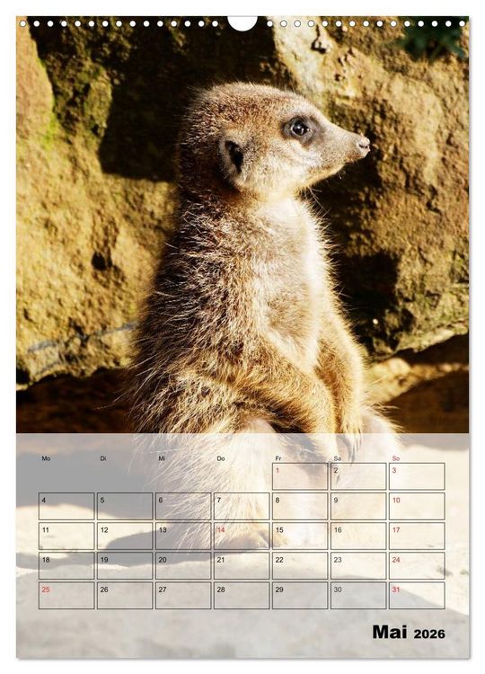 Produktbild: Erdm&auml;nnchen - Afrikas liebenswerte Zwerge (Wandkalender 2026 DIN A3 hoch), CALVENDO Monatskalender