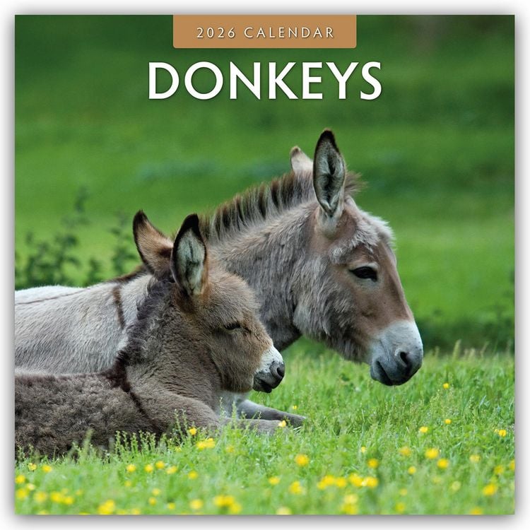 Produktbild: Donkeys – Esel 2026 – 16-Monatskalender