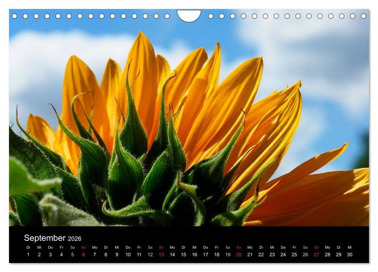Produktbild: Sonnenblumen (Wandkalender 2026 DIN A4 quer), CALVENDO Monatskalender