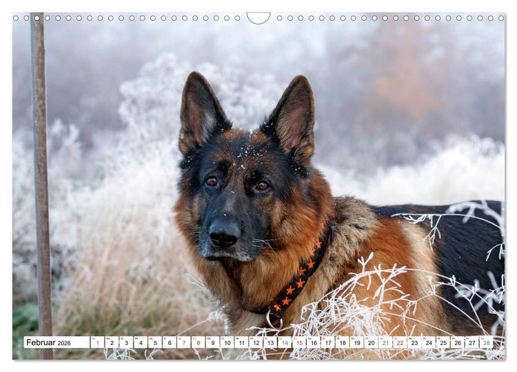 Produktbild: Deutscher Sch&auml;ferhund - Der beste Freund des Menschen (Wandkalender 2026 DIN A3 quer), CALVENDO Monatskalender