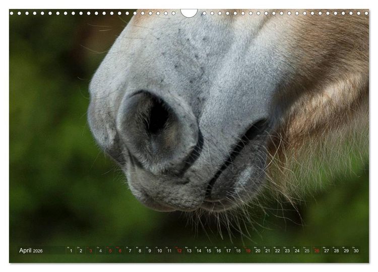 Produktbild: Fjordpferde - Norweger (Wandkalender 2026 DIN A3 quer), CALVENDO Monatskalender