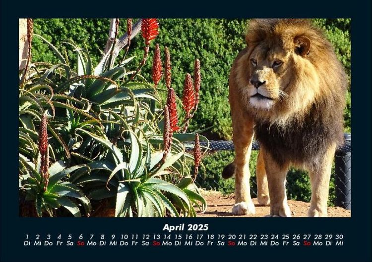Produktbild: Tiere in der Wildnis 2025 Fotokalender DIN A4